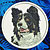 Border Collie Embroidery Patch - Click for More Information