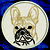Black Mask Colored French Bulldog Portrait #1B Embroidery Patch - White