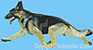 Black and Tan German Shepherd Agility HD#1 - High Definition Collection - Click Picture for Details