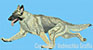 Sable German Shepherd Agility HD#2 - High Definition Collection - Click Picture for Details