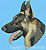 Black and Tan German Shepherd Profile HD#5 - High Definition Collection - Click Picture for Details
