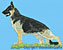 Black and Tan German Shepherd Standing HD#1 - High Definition Collection - Click Picture for Details