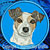 Jack Russell Terrier High Definition Portrait #1 Embroidery Patch - Blue