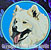Samoyed Embroidery Patch - Blue