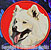 Samoyed Embroidery Patch - Red