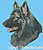 Shiloh Shepherd Profile HD#12- High Definition Collection - Click Picture for Details